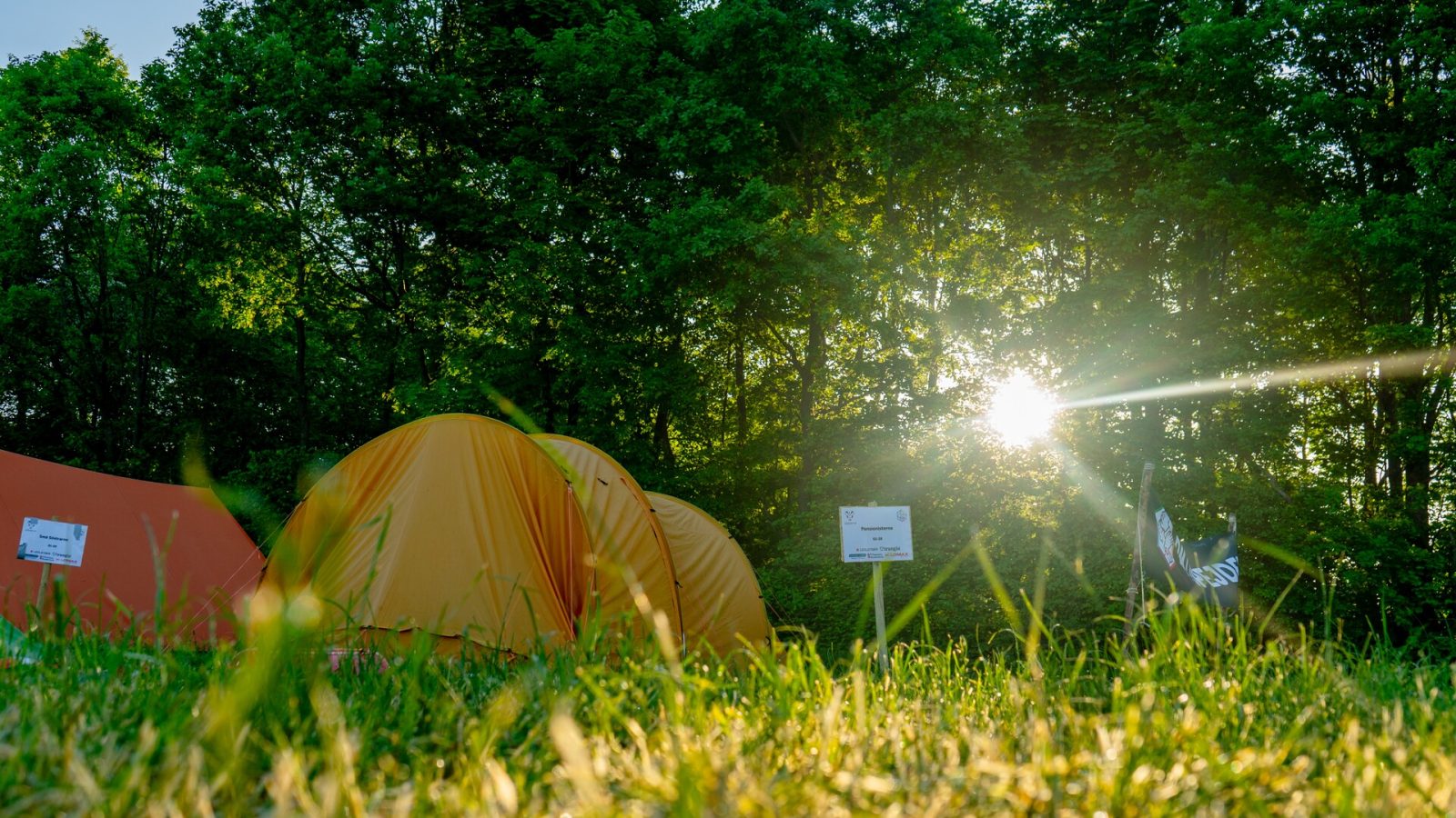 Gul telt i skoven, hvor solen titter frem